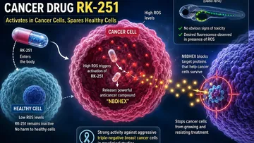 Chemotherapyയ്ക്ക് പകരമാകുമോ? Cancer കോശങ്ങളിൽ മാത്രം സജീവമാകുന്ന RK-251